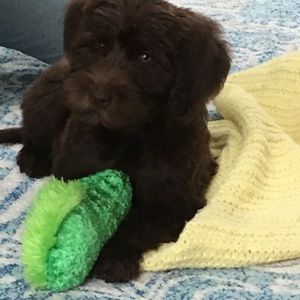 Meet your Posher, Noah